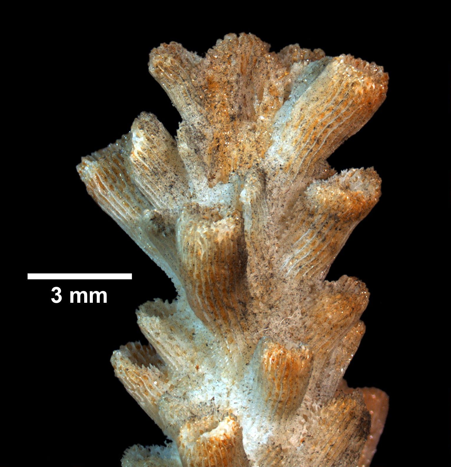 To Yale Peabody Museum of Natural History (YPM IZ 003810.CNB)