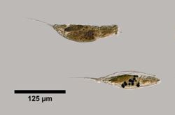 Trichocerca mollis image