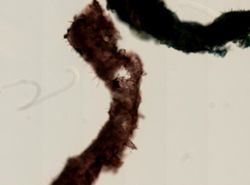 Acanthancora cyanocrypta image