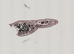 Stylochus oculiferus image