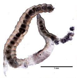Adelodrilus anisosetosus image