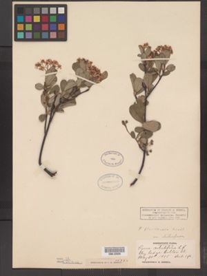 Photinia floribunda image