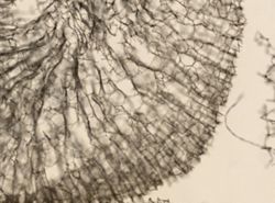 Haliclona gracilis image