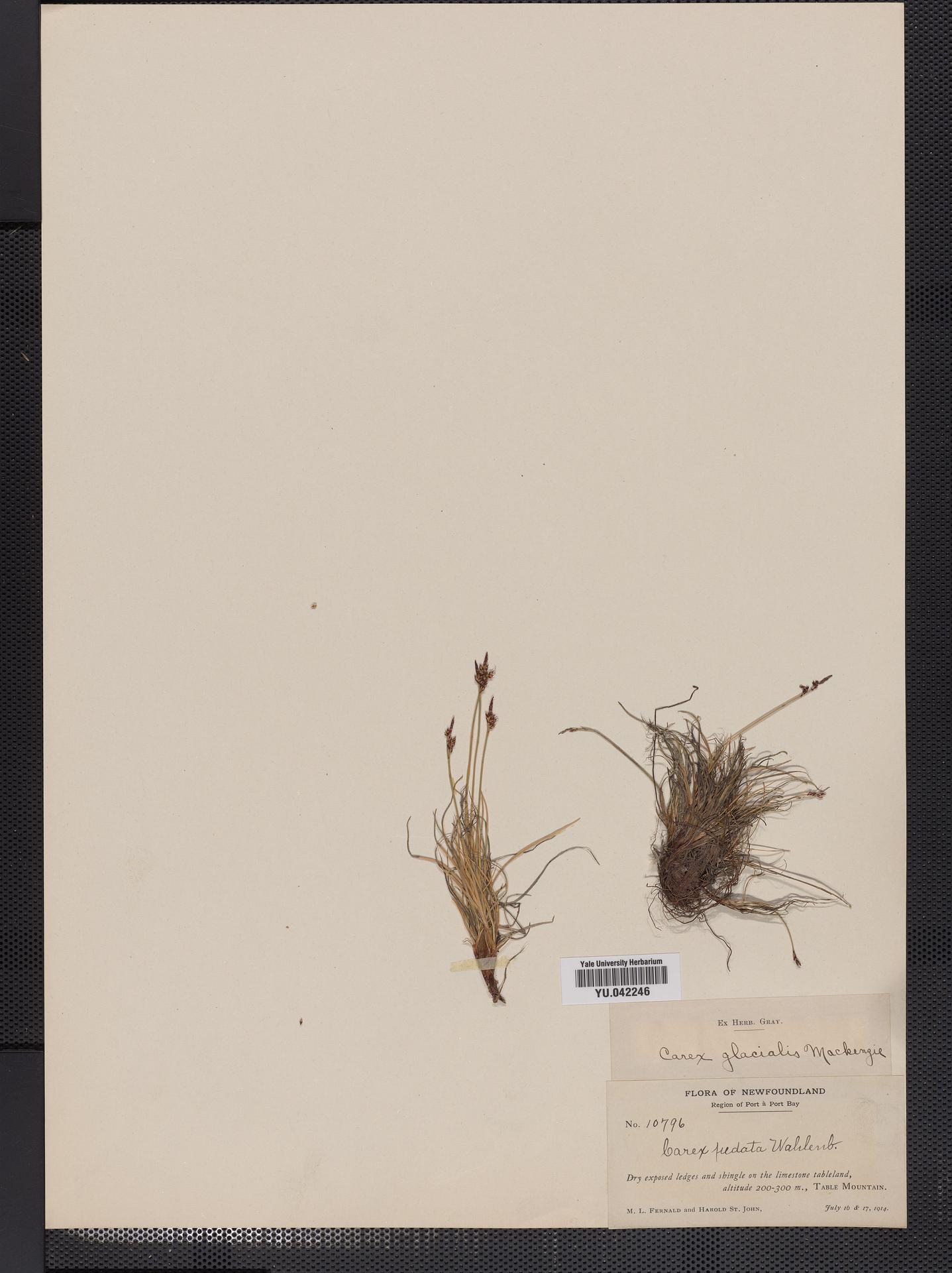 Carex terrae-novae image