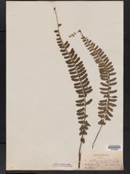Asplenium erectum image