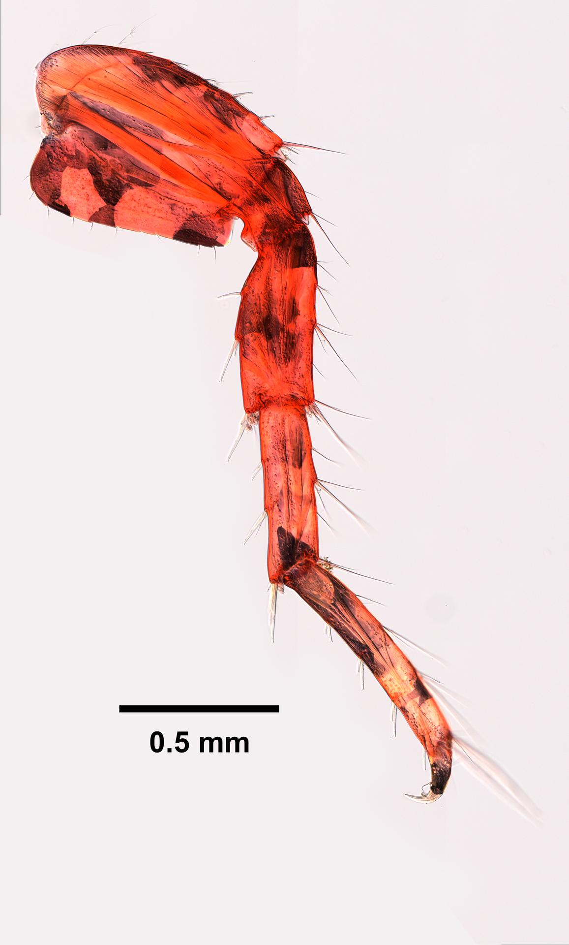Gammarus fasciatus image