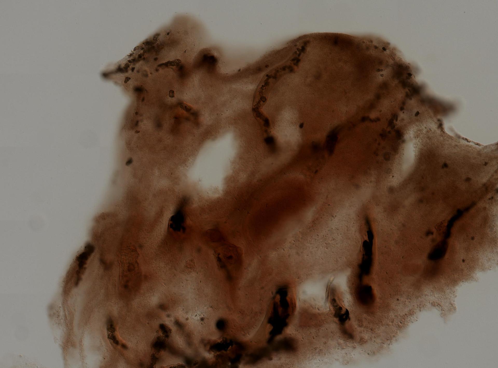Fasciospongia cavernosa image