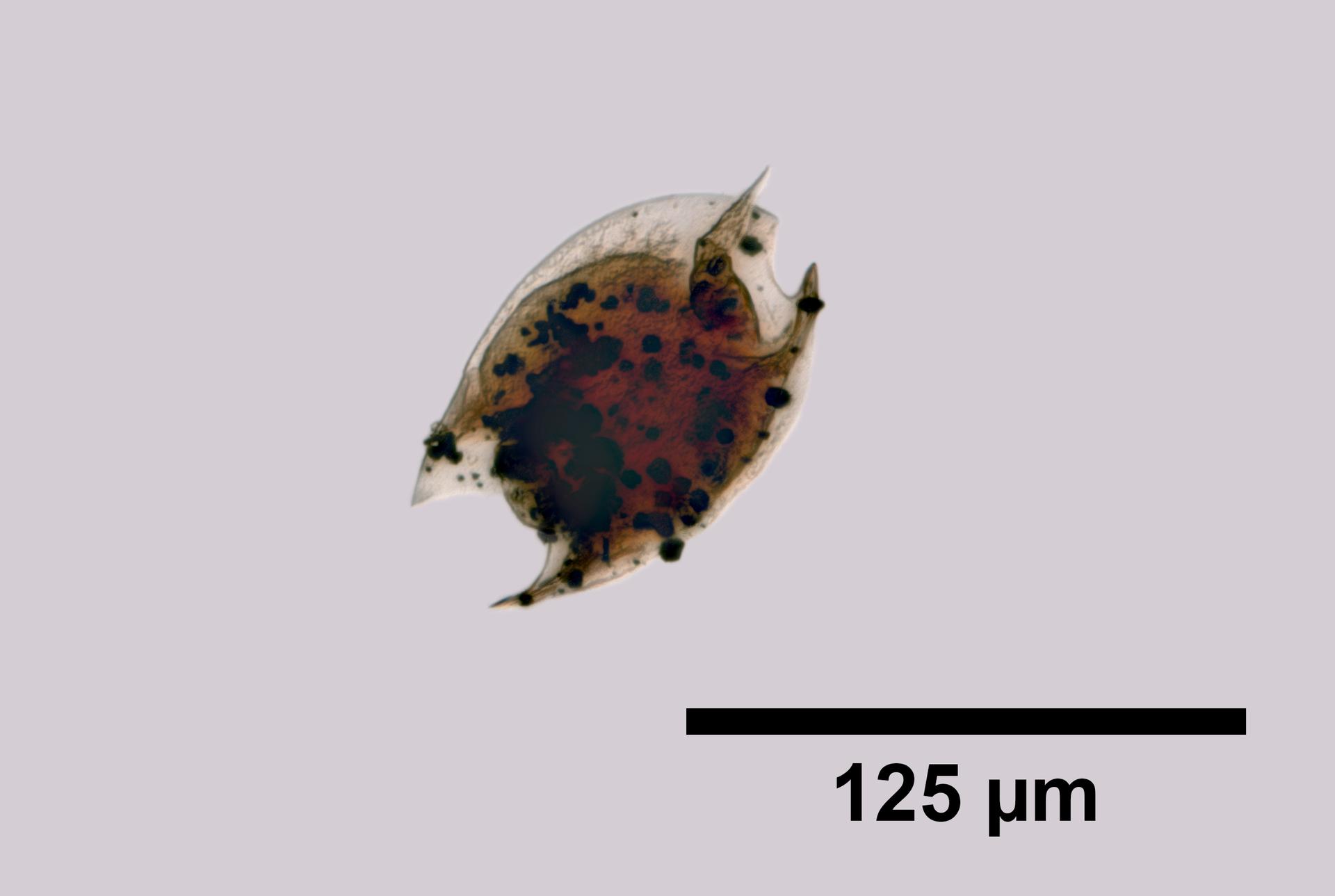 Lepadella parasitica image