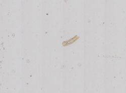 Hydrobia truncata image