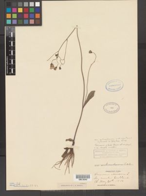 Image of Hieracium venosum var. venosum