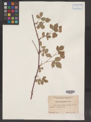 Rubus baileyanus image