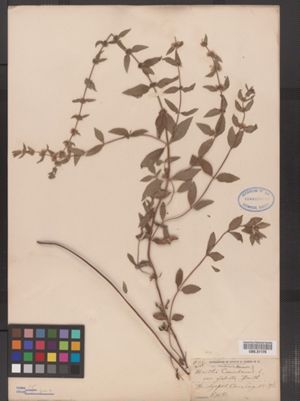 Mentha gracilis image