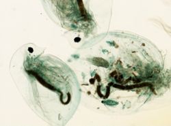 Daphnia pulex image