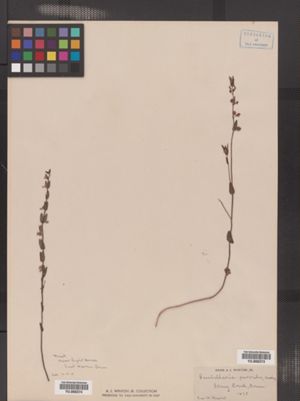 Scutellaria parvula var. missouriensis image