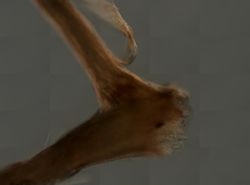 Mycale angulosa image