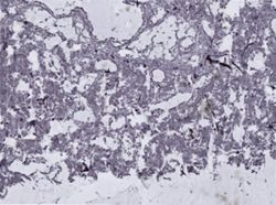 Ectyoplasia ferox image