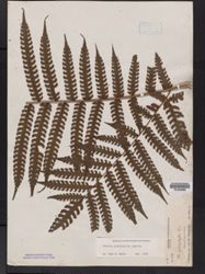 Pteris podophylla image