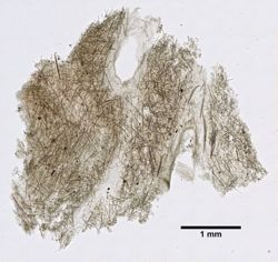 Coelosphaera raphidifera image