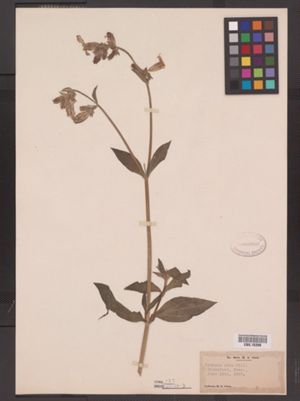 Silene latifolia ssp. alba image
