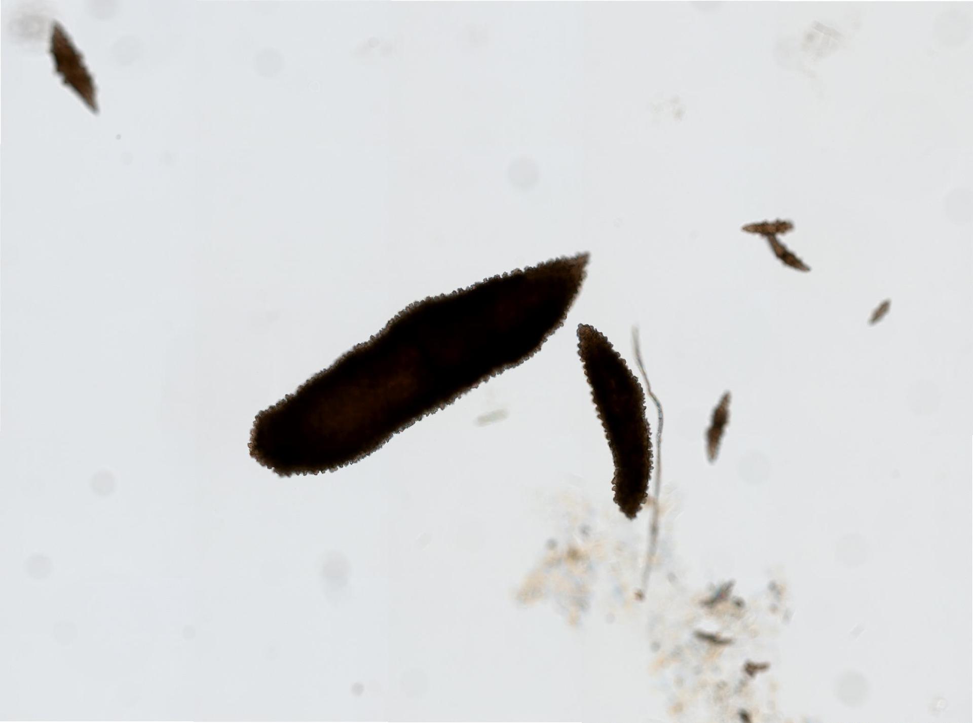Scleracis guadalupensis image