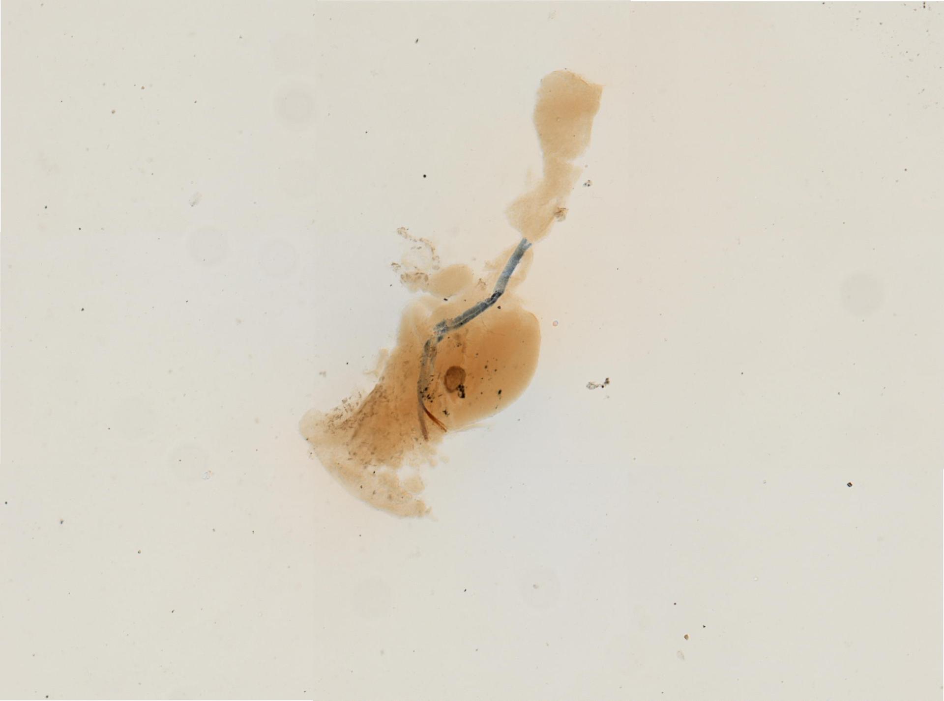 Hermaea cruciata image