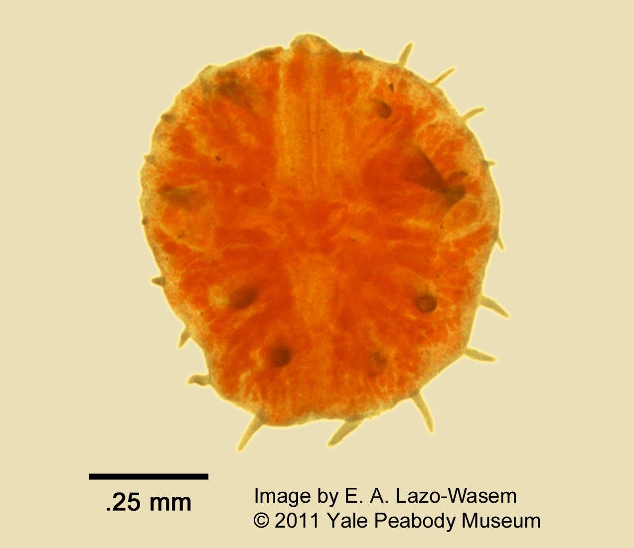 Myzostoma image