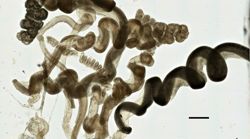 Stephanomia amphytridis image