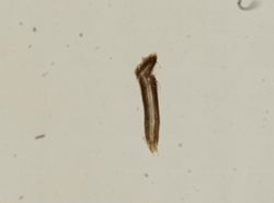 Bithynia tentaculata image
