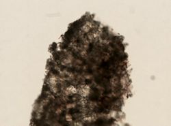 Aciculites cribrophora image
