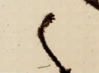 Urnatella gracilis image