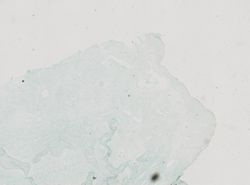 Pseudoceratina purpurea image