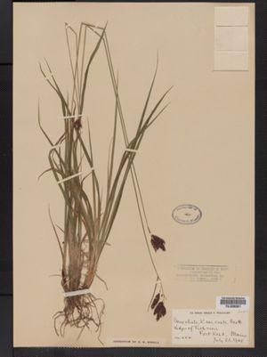 Carex atrata var. ovata image