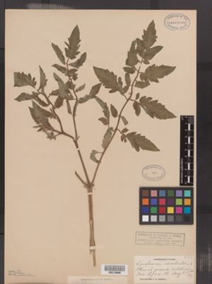 Image of Solanum esculentum