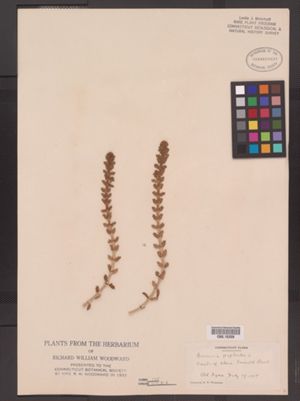 Arenaria peploides image