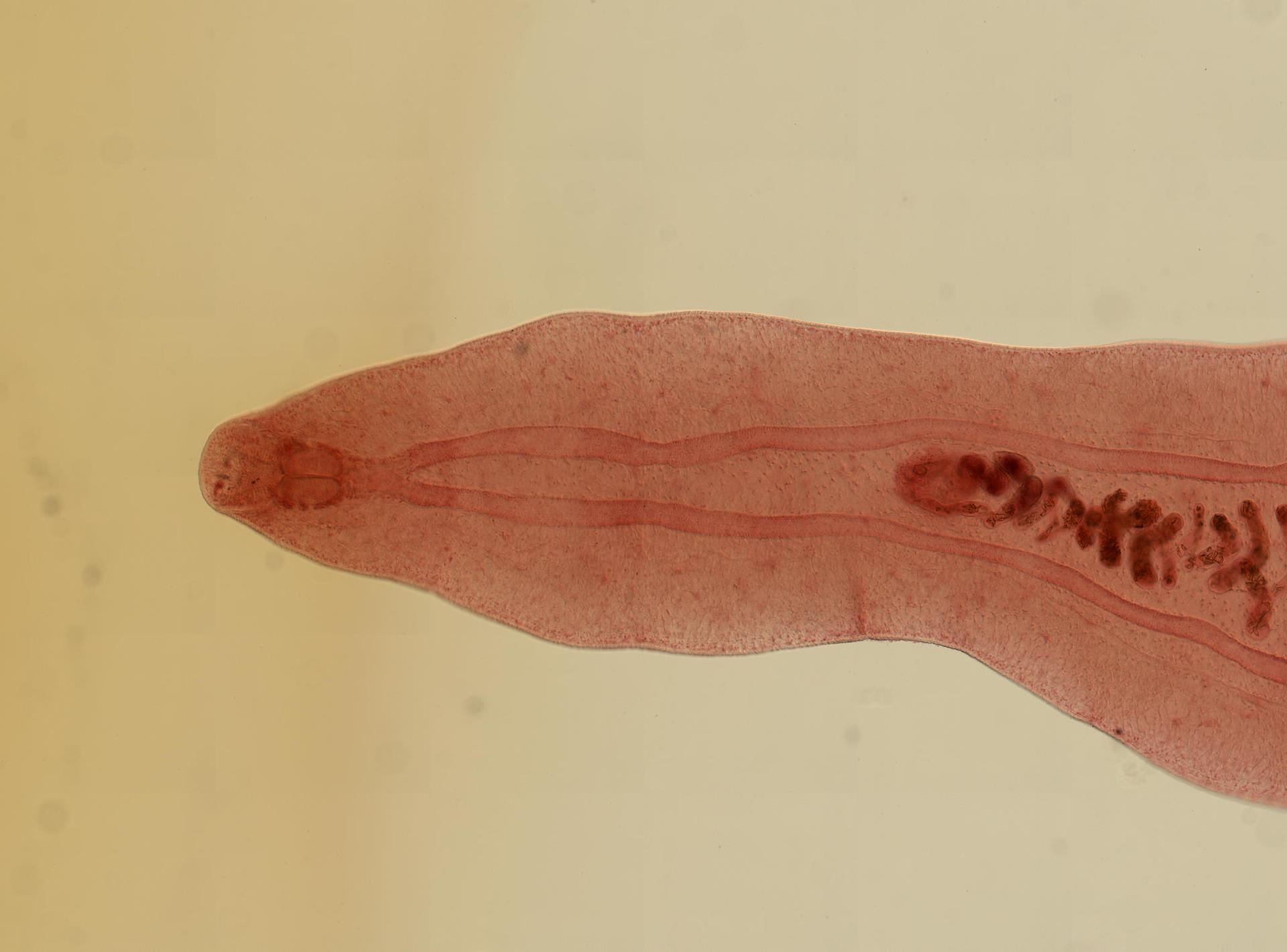 Amphimerus pseudofelineus image