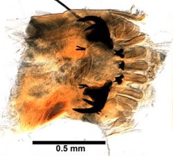 Goniada maculata image
