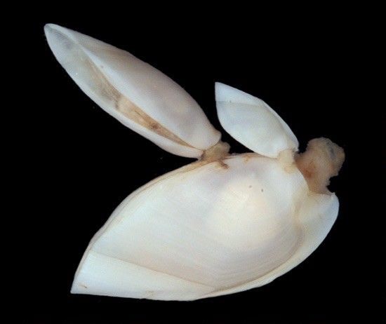 Glyptelasma carinatum image