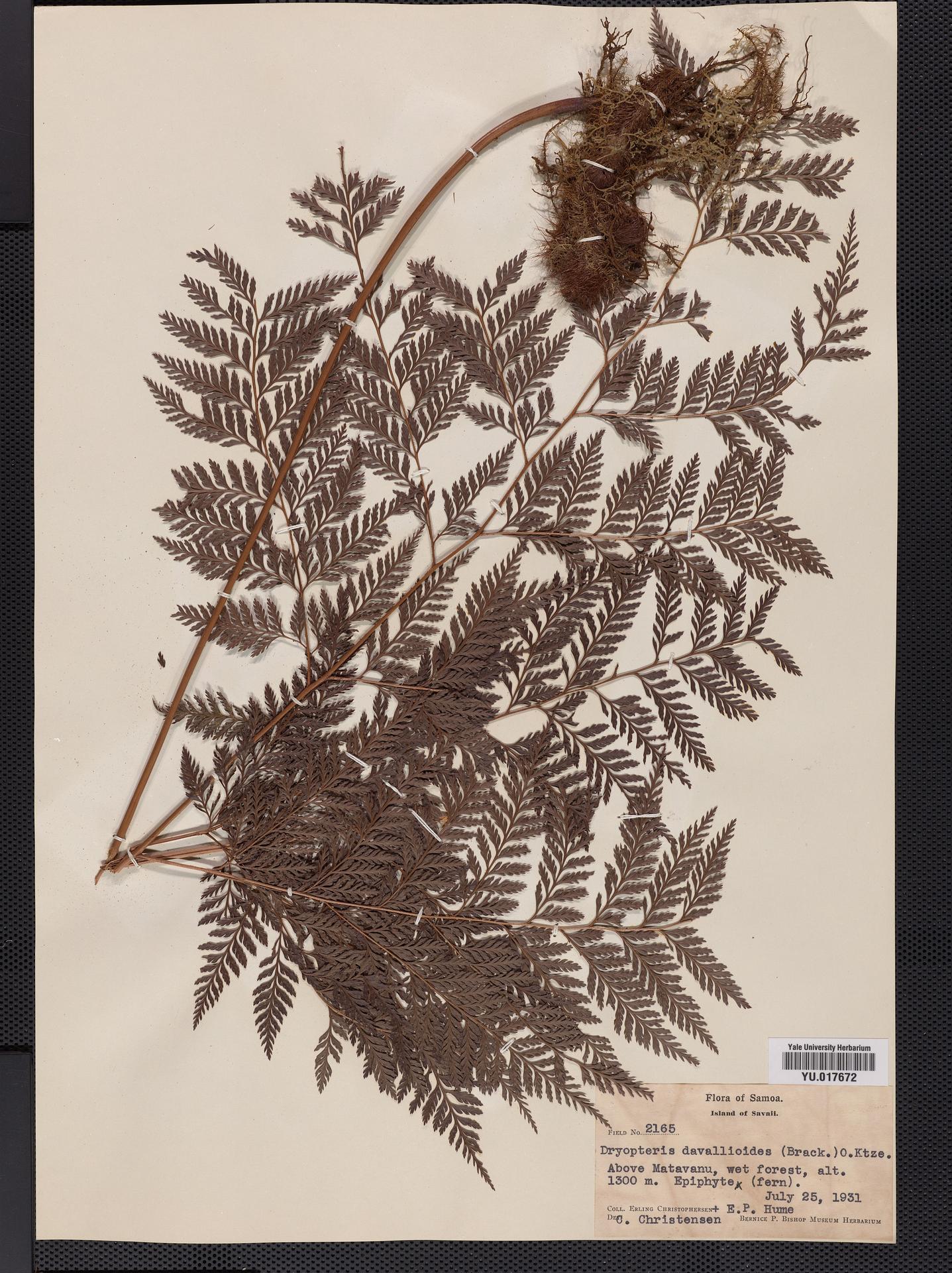 Lastreopsis davalliaeformis image