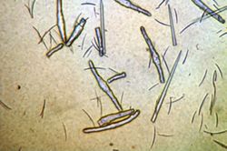 Erylus formosus image