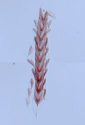 Flabellina verrucosa image
