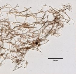 Callyspongia pallida image