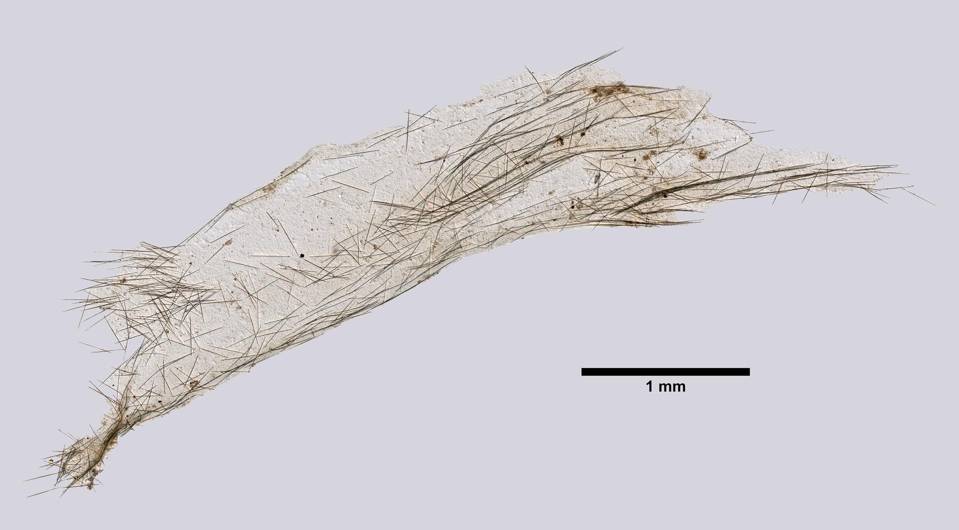 Mycale lissochela image