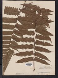 Cyathea petiolata image