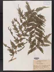 Selaginella exaltata image