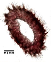 Callyspongia laboreli image