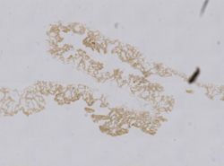 Goreauiella auriculata image