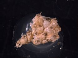 Microporella californica image