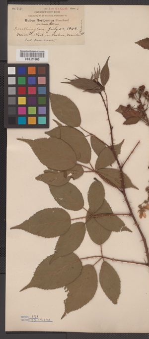 Rubus floricomus image