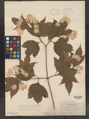 Viburnum opulus var. americanum image