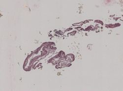 Crepidula convexa image